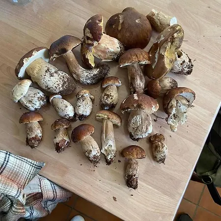게스트하우스 Chmabre Avec Petit Dejeuner Inclus A Dix Minutes Du Lac De La Raviege *