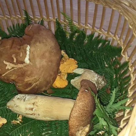 Chmabre Avec Petit Dejeuner Inclus A Dix Minutes Du Lac De La Raviege *